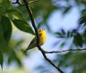 Prothonatary Warbler - Photo by Doug Kimball
